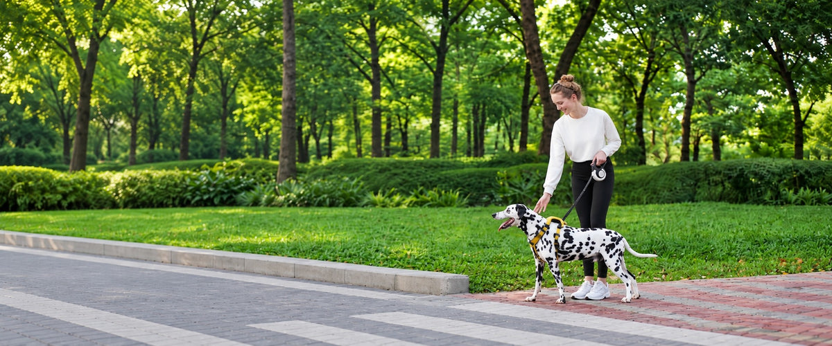 Woman walking a Dalmatian in a yellow FIDA harness on a FIDA AutoBrake retractable leash in a park